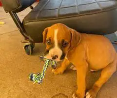 Cute bullboxer puppies for adoption - 8