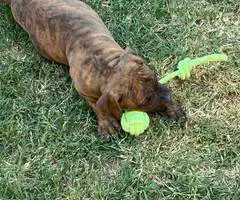 Cute bullboxer puppies for adoption - 10