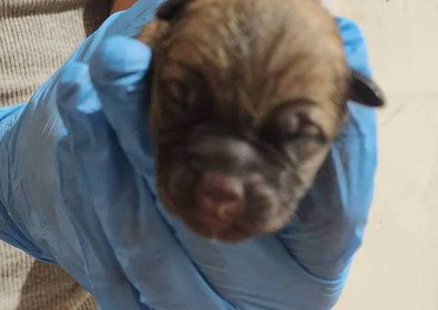 German Shepherd Pit Mix Puppies for Sale