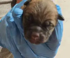 German Shepherd Pit Mix Puppies for Sale - 1