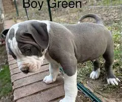 5 American pit bull puppies available