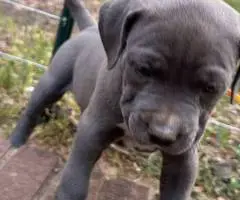 5 American pit bull puppies available - 3