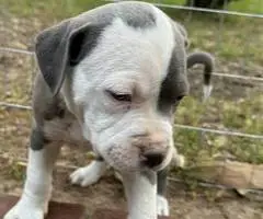 5 American pit bull puppies available - 5