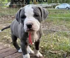5 American pit bull puppies available - 6