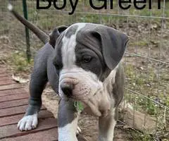 5 American pit bull puppies available - 7