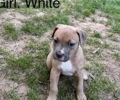 5 American pit bull puppies available - 9