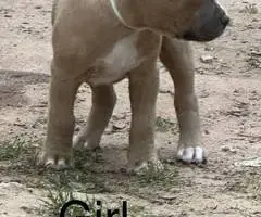 5 American pit bull puppies available - 10