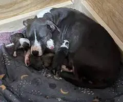 5 American pit bull puppies available - 12