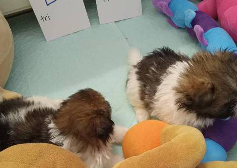 5 male Pomeranian x Havanese puppies for sale