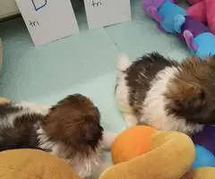 5 male Pomeranian x Havanese puppies for sale