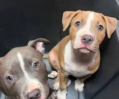 2 female pit bull puppies for sale - 1