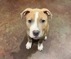 2 female pit bull puppies for sale - 2