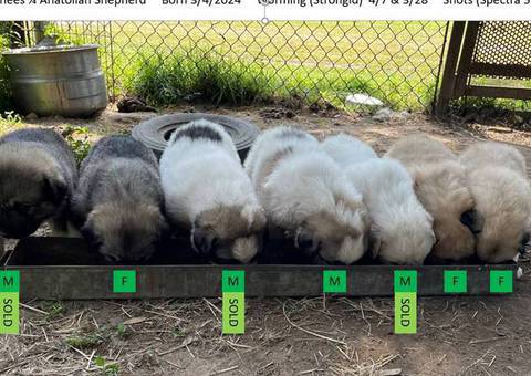 Livestock guardian dogs