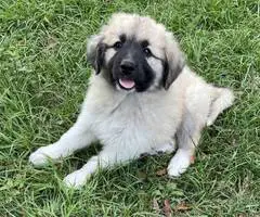 Livestock guardian dogs