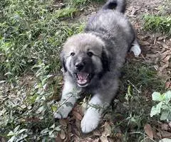 Livestock guardian dogs