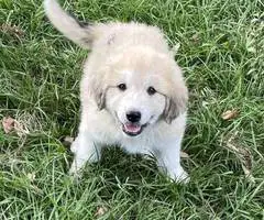 Livestock guardian dogs