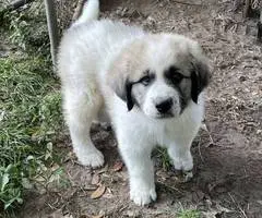 Livestock guardian dogs