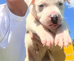 Cuddly fullblooded pit bull puppies
