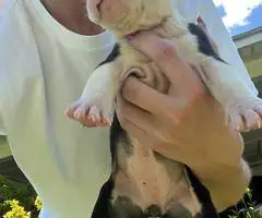 Cuddly fullblooded pit bull puppies - 2