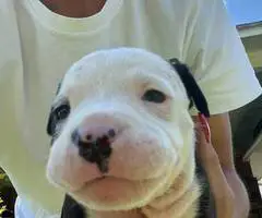 Cuddly fullblooded pit bull puppies - 3