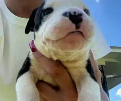 Cuddly fullblooded pit bull puppies - 4