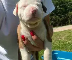 Cuddly fullblooded pit bull puppies - 5