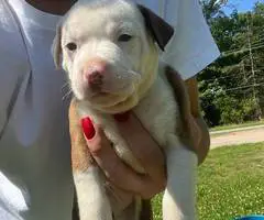 Cuddly fullblooded pit bull puppies - 6