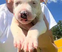 Cuddly fullblooded pit bull puppies - 7