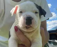 Cuddly fullblooded pit bull puppies - 8