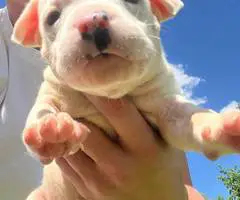 Cuddly fullblooded pit bull puppies - 9