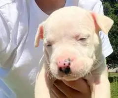 Cuddly fullblooded pit bull puppies - 10