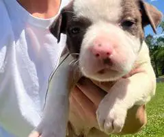 Cuddly fullblooded pit bull puppies - 12