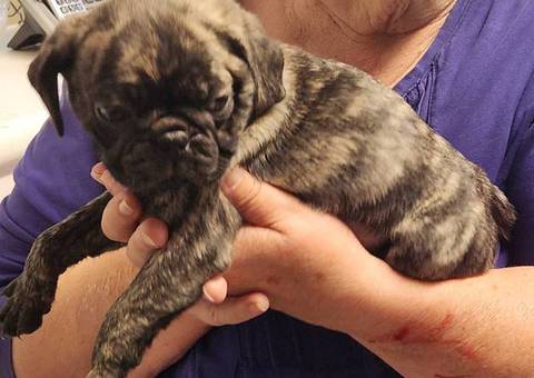 Stunning brindle and fawn Pug puppies