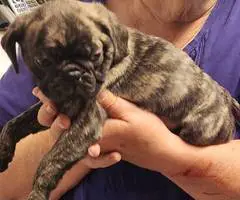 Stunning brindle and fawn Pug puppies