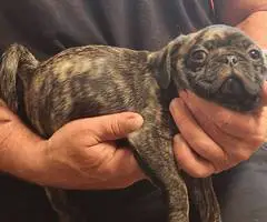 Stunning brindle and fawn Pug puppies - 2