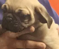 Stunning brindle and fawn Pug puppies - 3