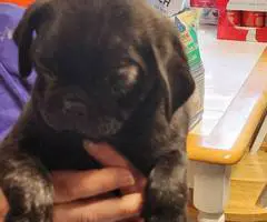 Stunning brindle and fawn Pug puppies - 4