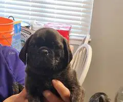 Stunning brindle and fawn Pug puppies - 5