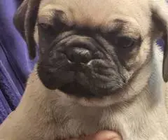 Stunning brindle and fawn Pug puppies - 7