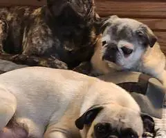 Stunning brindle and fawn Pug puppies - 8