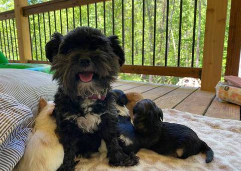 3 male designer morkie-poo puppies for sale