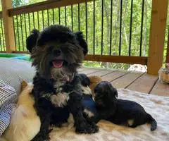 3 male designer morkie-poo puppies for sale