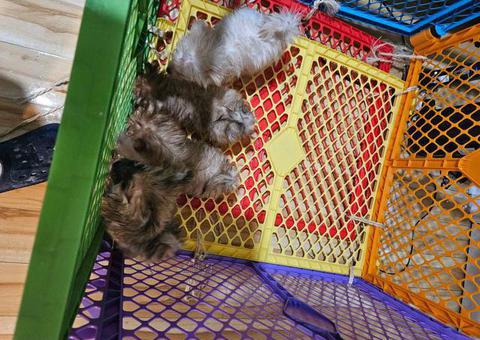 4 purebred Pomeranian puppies for sale