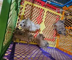 4 purebred Pomeranian puppies for sale - 6
