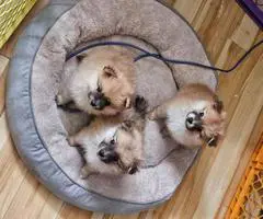 4 purebred Pomeranian puppies for sale - 7