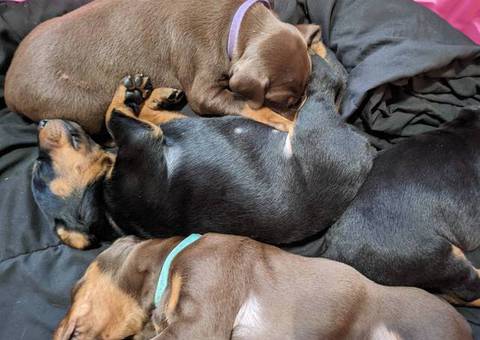 6 AKC Doberman Pinscher puppies for sale