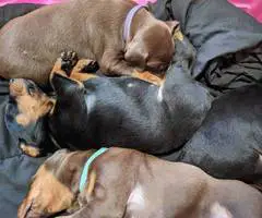 6 AKC Doberman Pinscher puppies for sale - 1