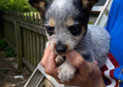 Blue Heeler puppies for sale