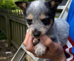 Blue Heeler puppies for sale - 1