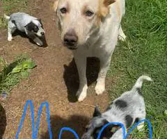 Blue Heeler puppies for sale - 5